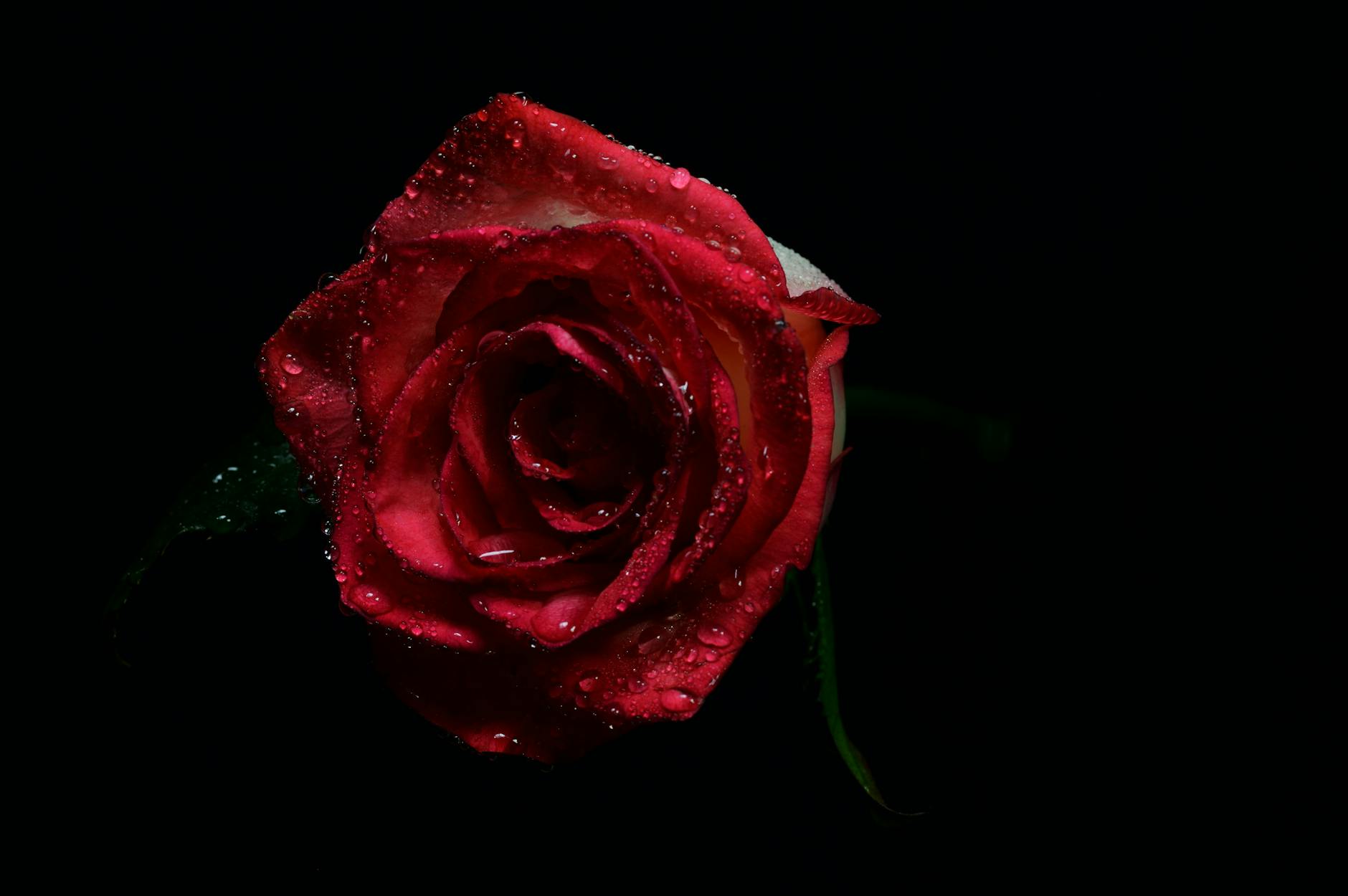 red rose